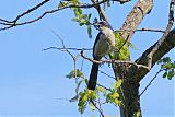 Island Scrub-Jayborder=